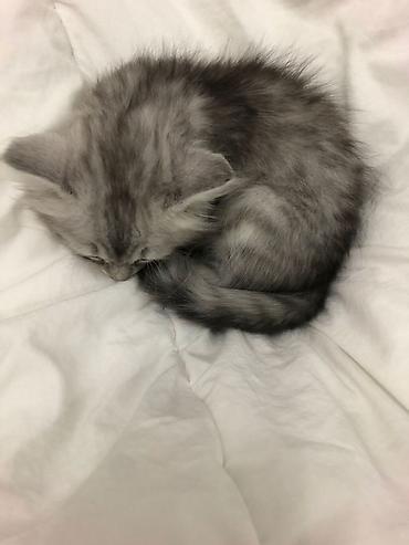 сиамс: Кошка даром: Беспородная, 2 месяца, Девочка, Приучена к лотку — 2