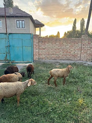 Баран, овца: Продаю | Ягненок | На забой — 7