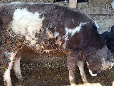 Коровы, быки: Продаю | Бык (самец) | На откорм | Привязанные — 2