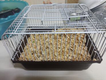 Qəfəslər: Ağ rəngdə metal qəfəsli, tünd qəhvəyi plastik əsaslı hamster qəfəsi