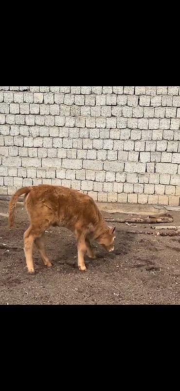 Inəklər, öküzlər: Satlıq heyvan – inək ilə buzov dəsti - Növ: inək və yanında erkək — 8