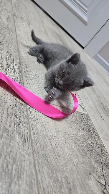 Продажа кошек: Скотиш Фолд (Шотландская вислоухая), 1 месяц, Девочка, Голубой, Приучена к лотку — 18