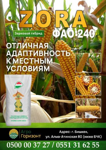 кукуруза попкорна: Семена: Кукуруза, Самовывоз