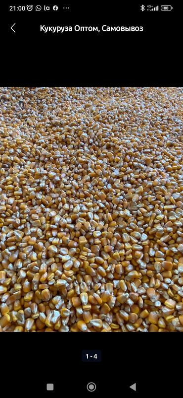 мака кукуруз: Кукуруза Оптом, Самовывоз