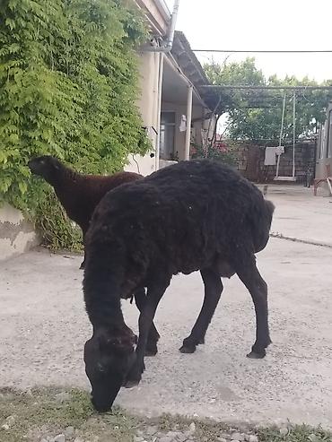 Qoyunlar, qoçlar: Dişi, il: 1, Damazlıq, Ünvandan götürmə — 12