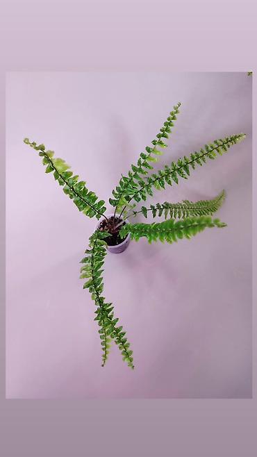 Папоротники: В продаже : Папоротник Тигр, Сингониум Орм Нак, Хойя New Moon — 3