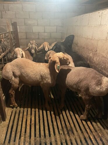 Бараны, овцы: Продаю | Ягненок, Баран (самец) | Полукровка | На забой | Осеменитель, Племенные — 7