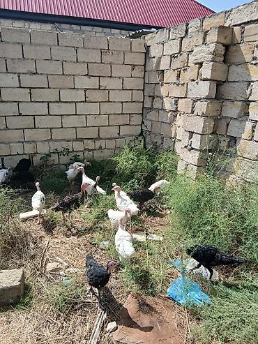 tap.az danalar: Hinduşka cücələri 2 aylıqdırlar tam sağlam hündüşqalardı qiymet — 3