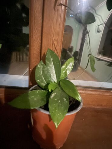 Xalçalar: Xalça -da lalafo.az — 22 Xalçalar: Xalça — 22