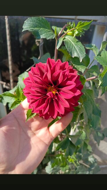 Toxumlar: Dahlia pinnata 1 kartof 1 manat mastagadadir