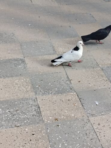 Göyərçinlər: Məhsul: Bəzək və uçuş üçün göyərçinlər Təsvir:salam. 4 eded goyercin — 7