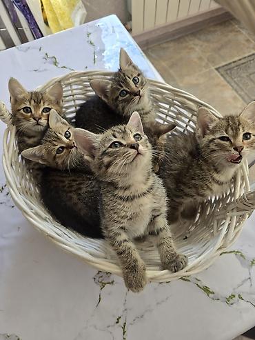сибирская дымчатая кошка: Полосатые котята в корзинке - Окрас: классический тигровый — 5