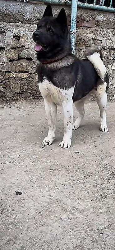 İtlər: Akita-inu, Peyvəndli, Ödənişli çatdırılma — 5