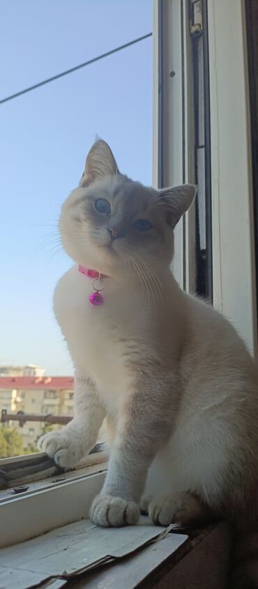balaca pişik şəkilləri: Dişi