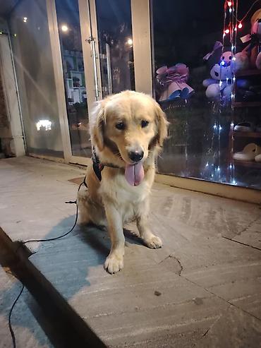 kristal yem mmc: Retriever, 1 il, Erkək, Peyvəndli, Ünvandan götürmə — 3