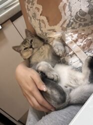 Вязка кошек: Мальчик шотландский скотиш страйт Окрас : белая шиншила Нужна девочка — 10