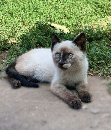 коты шотландский: Отдам котят в добрые руки!!! Девочки. Находимся в Воронцовке(Таш Добо)