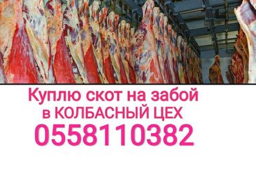 купить корову в бишкеке in Кыргызстан | КОРОВЫ, БЫКИ: Куплю в колбасный цех,:коровлошадейбычков и телоклюбого возрасталюбой
