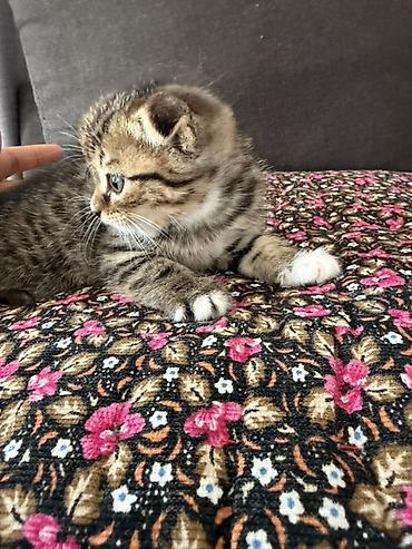 Продажа кошек: Шотландский вислоухий котёнок (Scottish Fold) - Окрас: коричневый — 4
