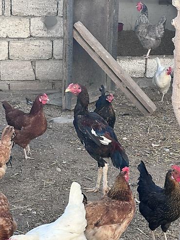 Xoruzlar: Xoruz, il: <1 — 16