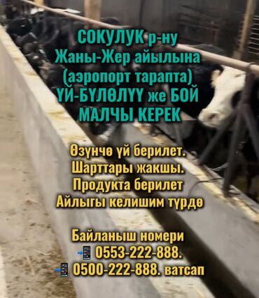 работа няни на дому: Требуется Скотник, Оплата Сдельная, Обучение