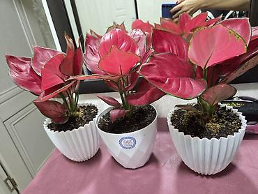 Декабристы: Декабристы (Schlumbergera) в горшках. - Окраска цветков: белая (на — 9