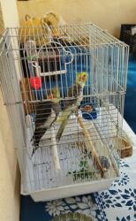 qarğa satışı: Karella tutuquşulari qefesle birlikde 60 azn satilir‼️unvan sumqayit