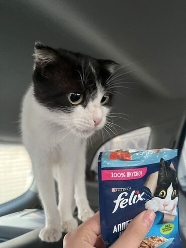 pişik sahiblendirme: Dişi, Yaxşı əllərə, Ünvandan götürmə, Ödənişli çatdırılma