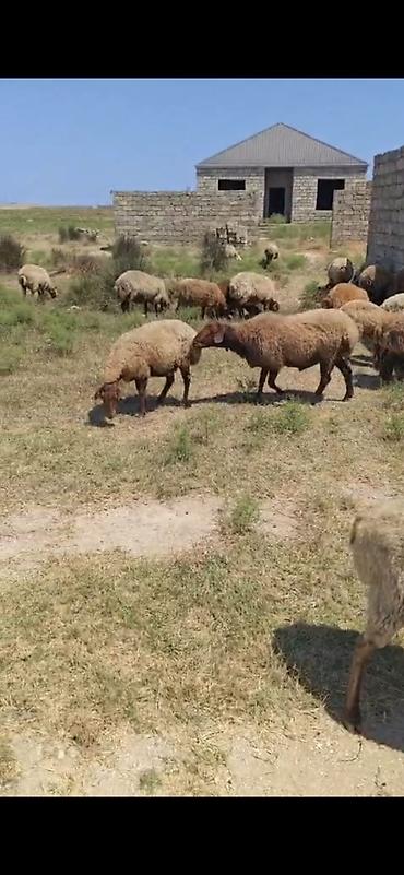 Mal-qara: Məhsul: Qoyun və keçi sürüsü Təsvir: - Qarabaş, sarıbaş və qəhvəyi — 5