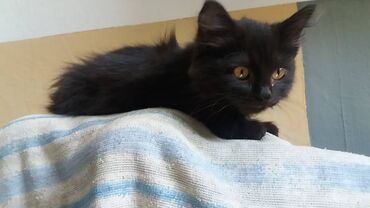 чистокровный тай: Кошка даром: Тайская, 1 месяц, Мальчик