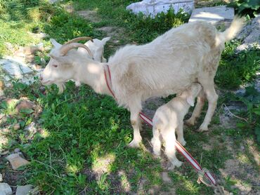 шуба из козы: Продаю | Коза (самка) | Зааненская | Для разведения, Для молока
