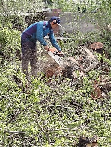 Спил деревьев, заготовка дров: Предлагается профессиональная услуга по обрезке и удалению деревьев — 5