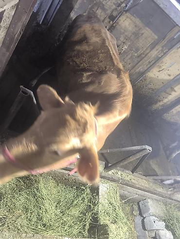 Коровы, быки: Продаю | Корова (самка) | Для разведения | Привязанные — 2