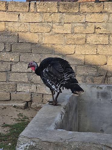 karella quslari: Salamaleykum Amerkanbronz — 4