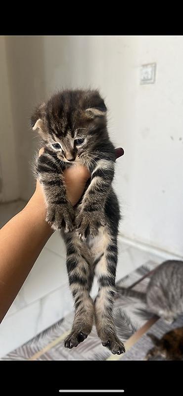 Скотиш Фолд (Шотландская вислоухая), 2 месяца, Мальчик at lalafo.kg Скотиш Фолд (Шотландская вислоухая), 2 месяца, Мальчик