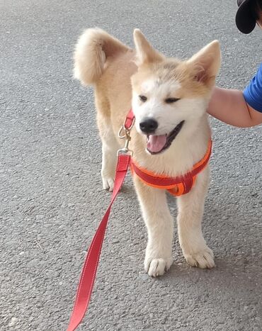 Digər heyvanlar: Akita-inu