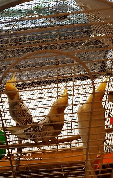 Tutuquşları: Salam. valnisti ve cex cexden donme cex vistivkanin qarisigi adi ile — 10