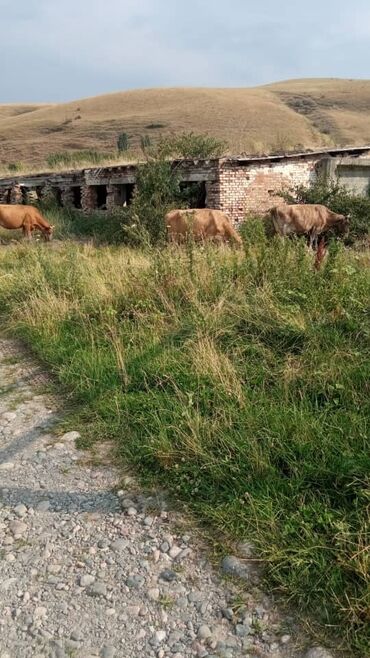 иссык куль снять жилье: 4 соток, Курулуш