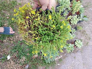 seme jagode: Sedum (čuvarkuća/puzava sedum) u saksiji - Vrsta: niska, puzava — 1