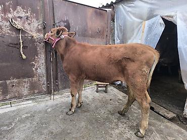 Коровы, быки: Продаю | Тёлка | Для разведения | Привязанные — 16