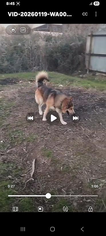 İtlər: Alman çoban iti — 9