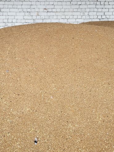 живой корм: Продаю пшеницу
цену уточняйте