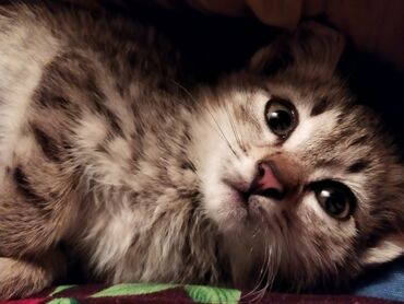 кошки джалал абад: 5 месяцев, Девочка