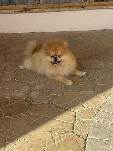 spitz it: Şpitz, Erkək, Cütləşmə üçün — 1