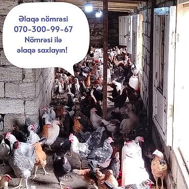 toyuq cuce fermasi: Yerli təsərrüfatdan toyuqlar – qarışıq yumurta yönümlü cinslər - — 1
