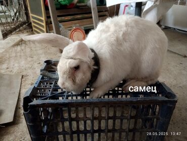 декоративные кролик: Кролик Самец и Самка Белый и Серый Великан 2 года рабочие принесла 4