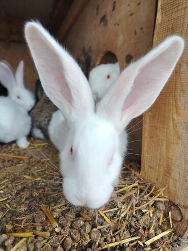 Dovşanlar: Rizen balalar bir ədədi 50 azn cüt alana 80 azn. Çatdrılma — 7