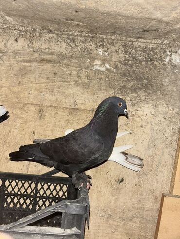 Amadinlər: Dekarativ goyercin veya oynag goyercinle barter etmek isteyen olsa
