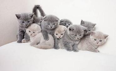 Pişiklər: Britan — 1