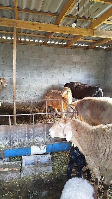 Баран, овца: Продаю | Овца (самка) | Для разведения | Матка — 4